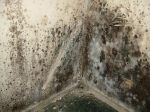 Mold Removal After Water Damage